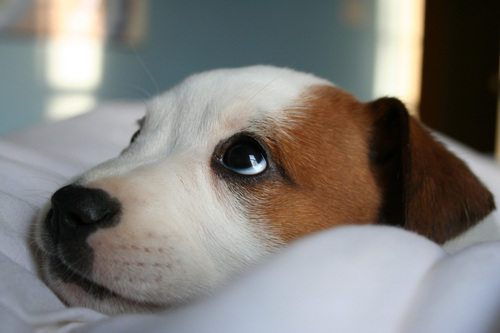 lucyinbed3.jpg