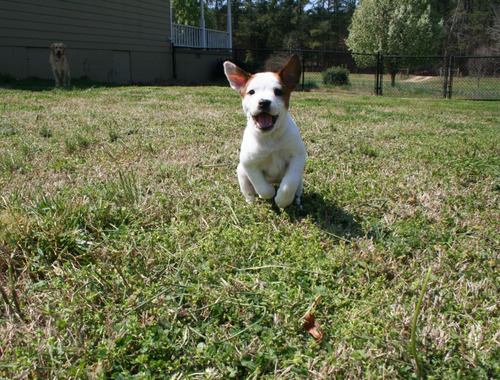 lucyrunning.jpg
