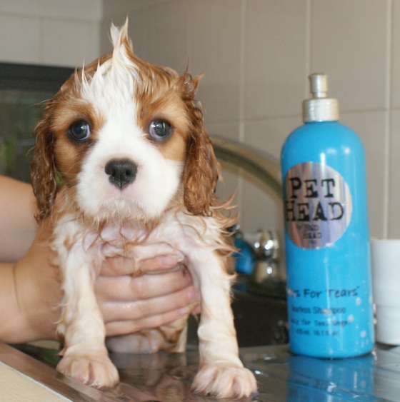 maddie-bath-560.jpg