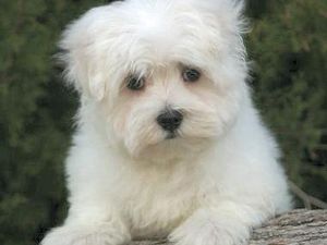 maltese.jpg