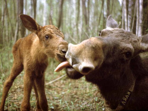 mama_moose_licking_calf.jpg
