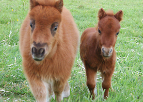 minihorses2.gif