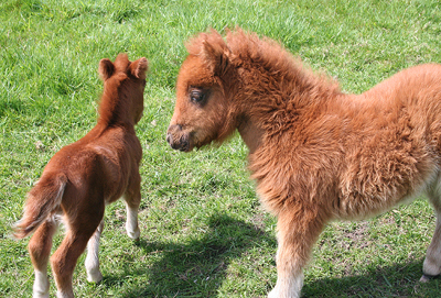 minihorses3.gif