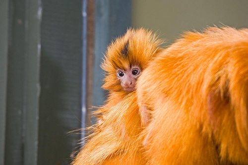 monkey1.jpg
