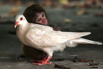 monkeybird.jpg