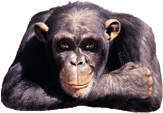 monkeygif.gif