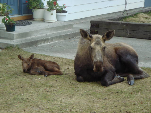 mooseg.jpg