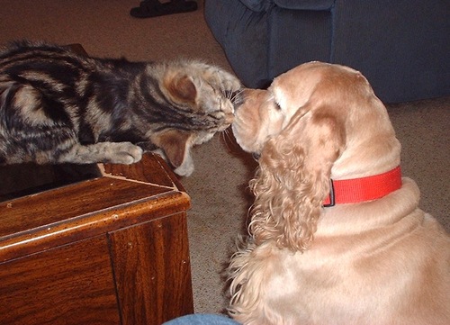 morningkiss.gif