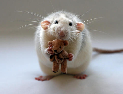 mousebuddy.gif