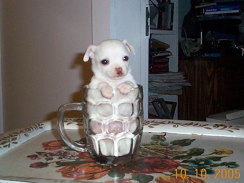 mugpup.gif