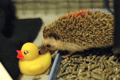 newfriend.gif
