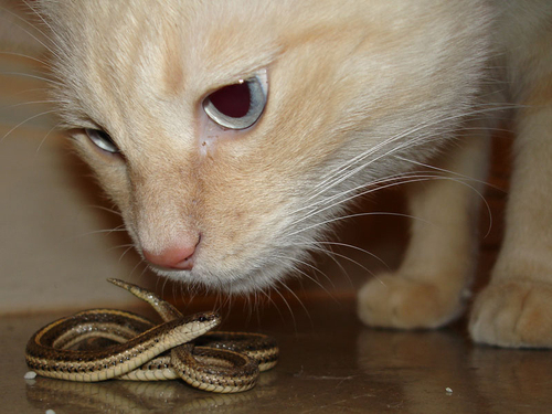 nibbles_meets_snake.jpg