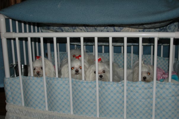 nitenite.jpg