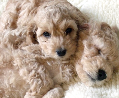 non_stop_fluffiness.jpg