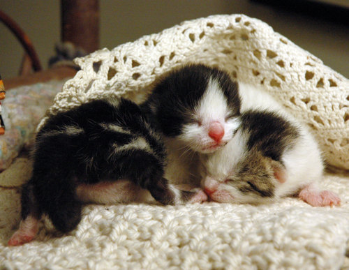 omgtinykittenbabies.jpg