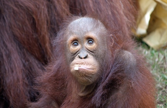 orangutans-5-560.jpg