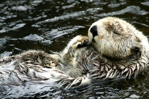 otter1.jpg