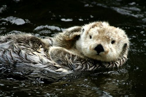 otter2.jpg