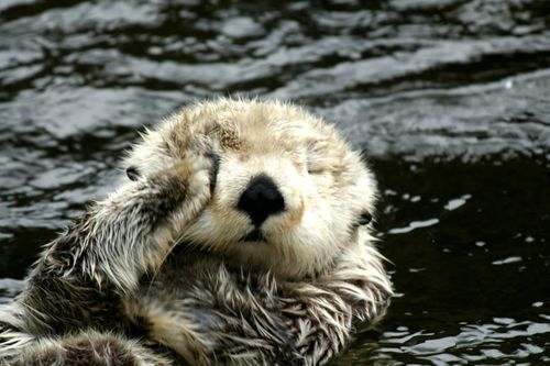 otter3.jpg