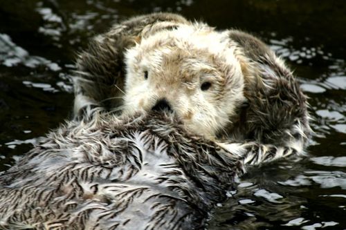 otter4.jpg
