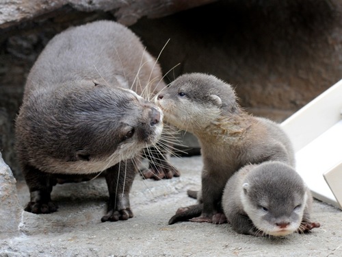 otterpups.gif