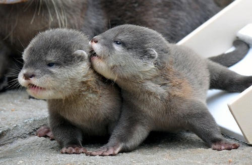 otterpups2.gif