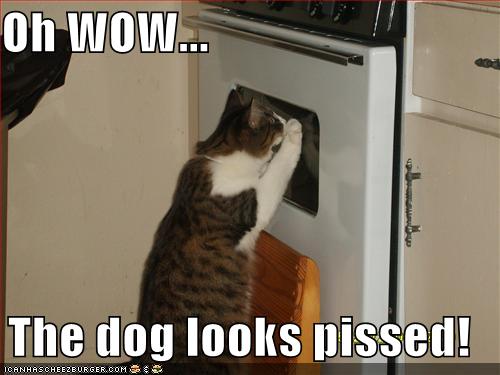 ovencat.gif