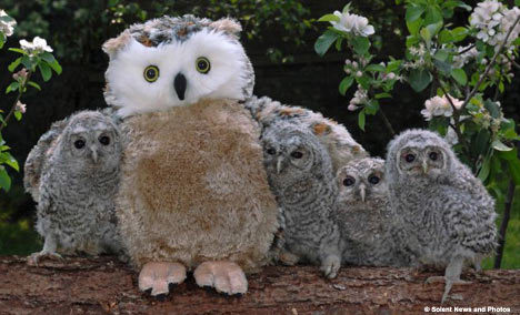 owlmom.jpg