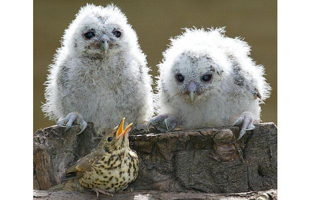 owls-bird_1465331i.jpg