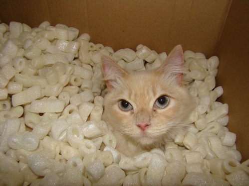 packing.gif