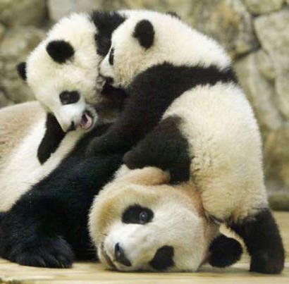 panda-twins3_022004.jpg