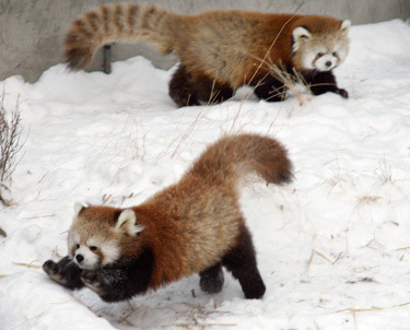 pandas5_2.jpg