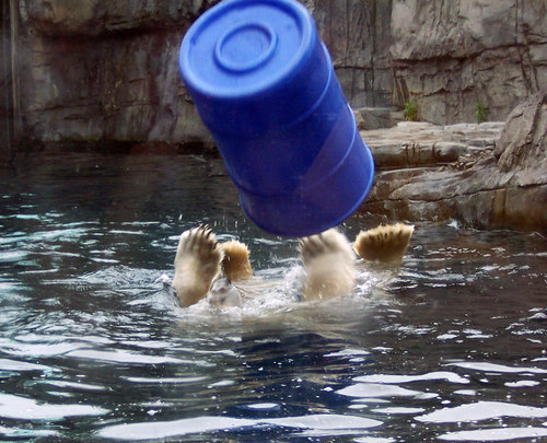 pbear1.jpg
