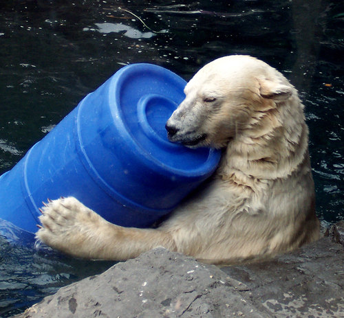 pbear2.jpg