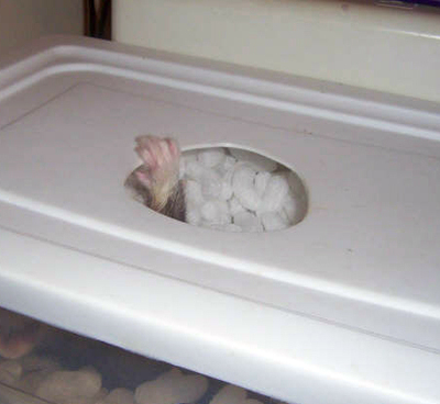 peanut_bin_2.jpg