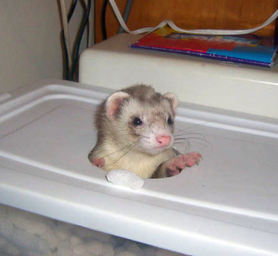 peanut_bin_4.jpg
