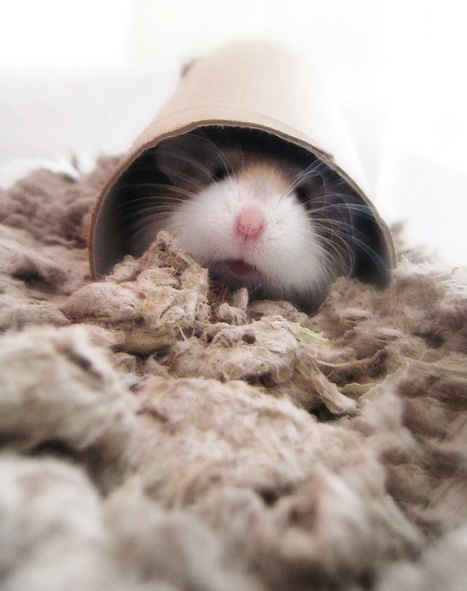peeper.gif