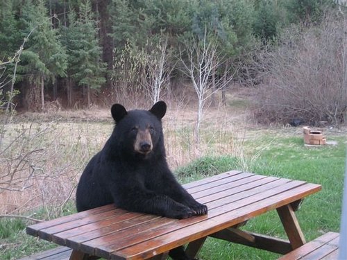 picnictime.gif