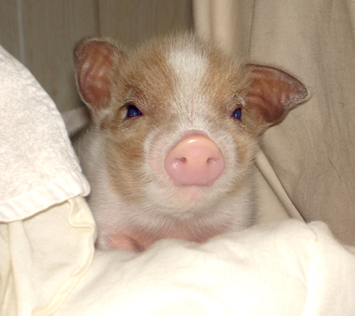 pigbaby.gif