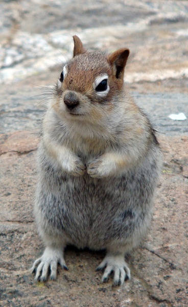 pleasejustonepeanut.gif