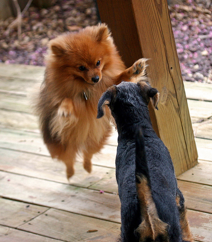 pomattack.gif