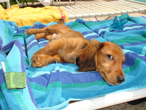 poolside.gif