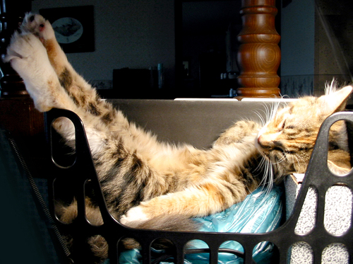 post_school_supply_nap.jpg