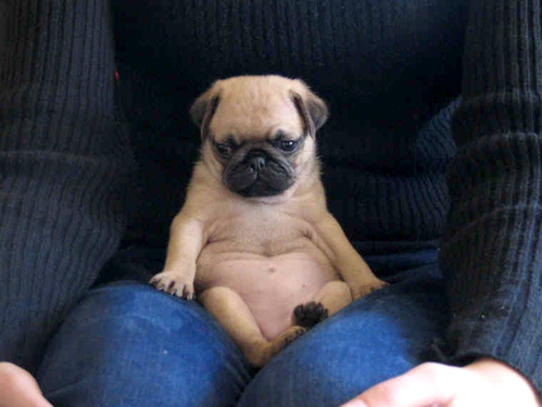 pugbelly.jpg