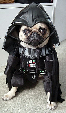 pugger.jpg