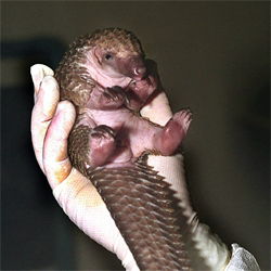 puhpuhpuhpangolin.jpg