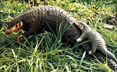 puhpuhpuhpangolin_2.jpg