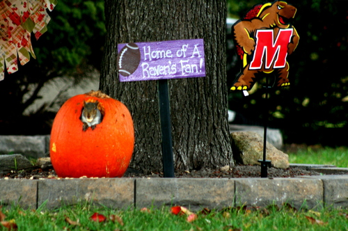 pumpkin1.jpg