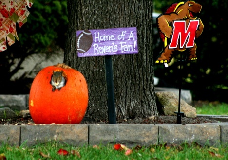 pumpkin111.jpg