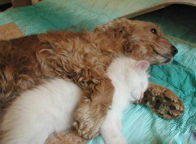 pupcat.jpg